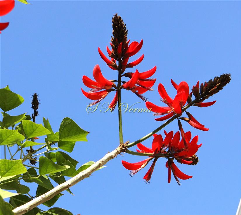  Inflorescences